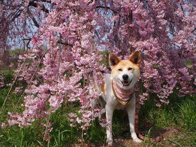 しだれ桜から　こんにちは~~♪