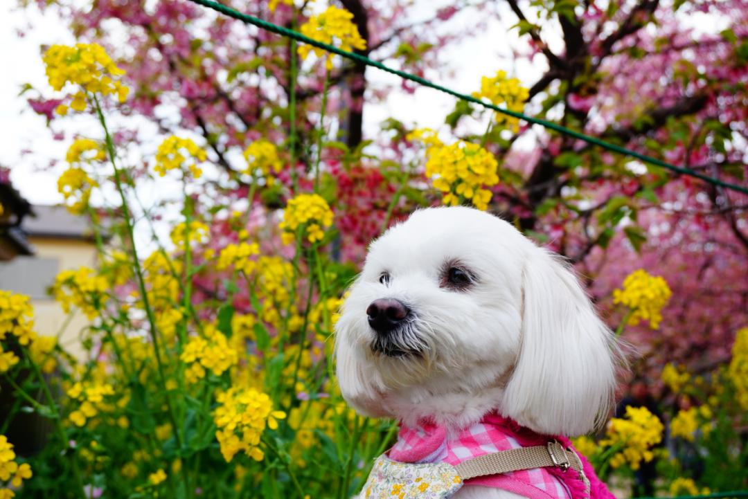 河津桜と菜の花のいい香り♪