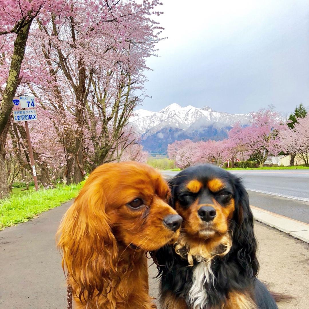 桜と雪山