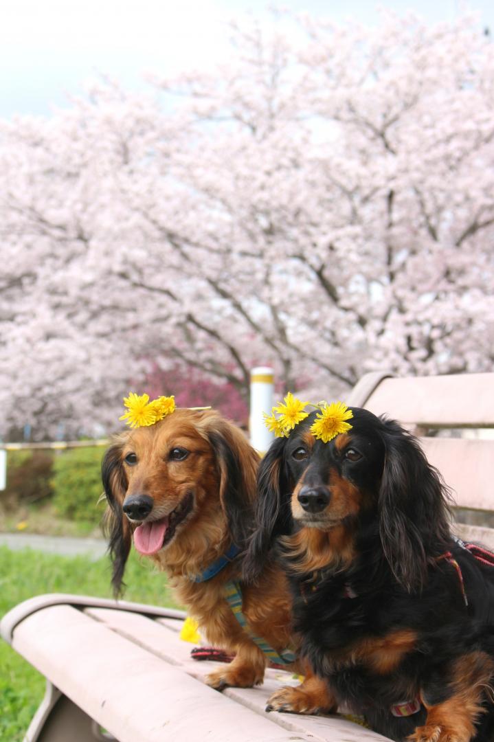 桜満開