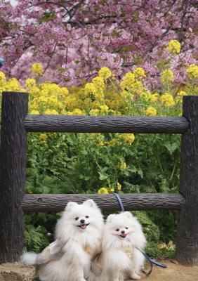 河津桜と菜の花のコラボ