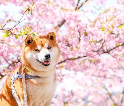 桜と柴犬