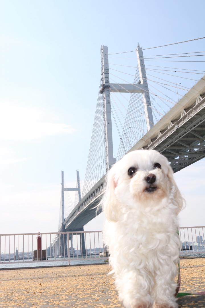 横浜ベイブリッジでしゅ