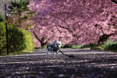 桜の下で「はい！ポーズ」