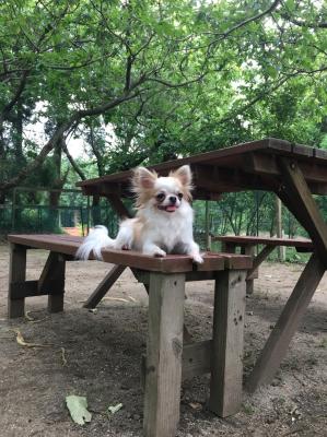 ポポちゃん、のんびり気持ちいいね。