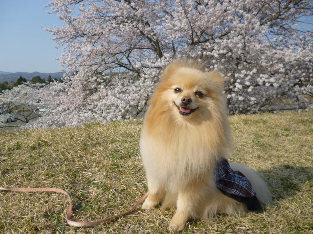 桜満開