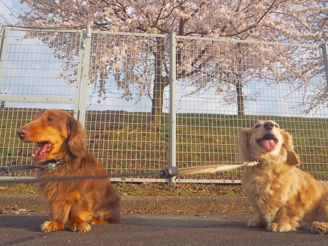 桜の木の下で