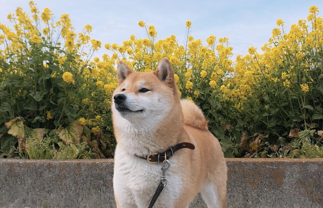 春の散歩道