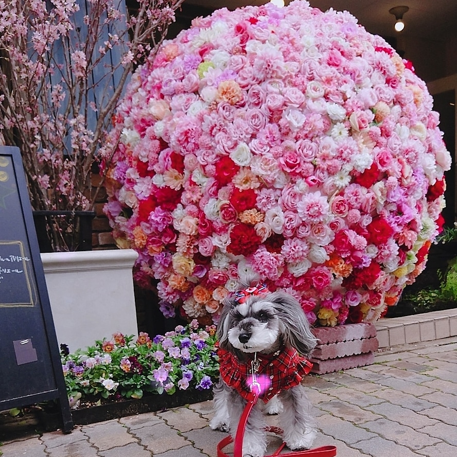 春 いっぱいの  お花屋さん