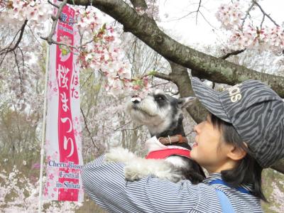 初めてのお花見