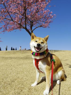 河津桜とつむぎ