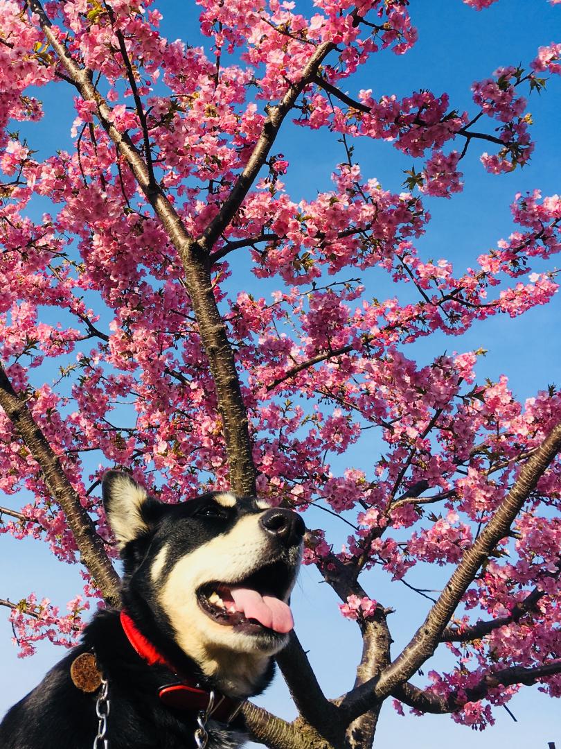 日本に生まれて良かったワン！