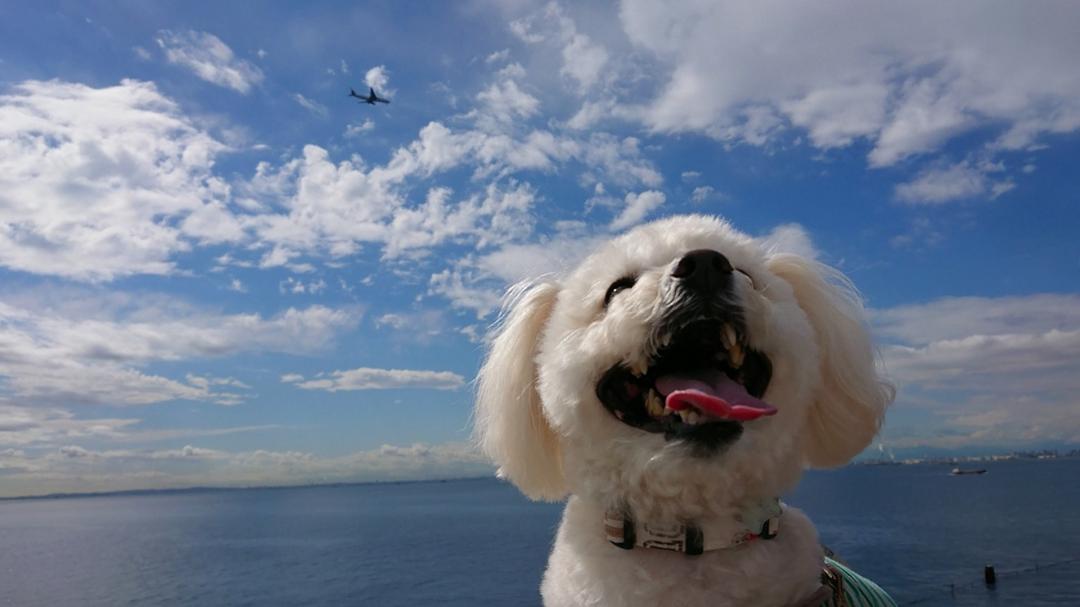 海と青空と飛行機とだいすけ