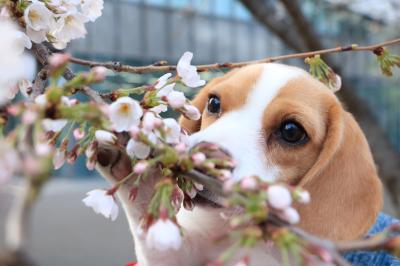 初めての桜