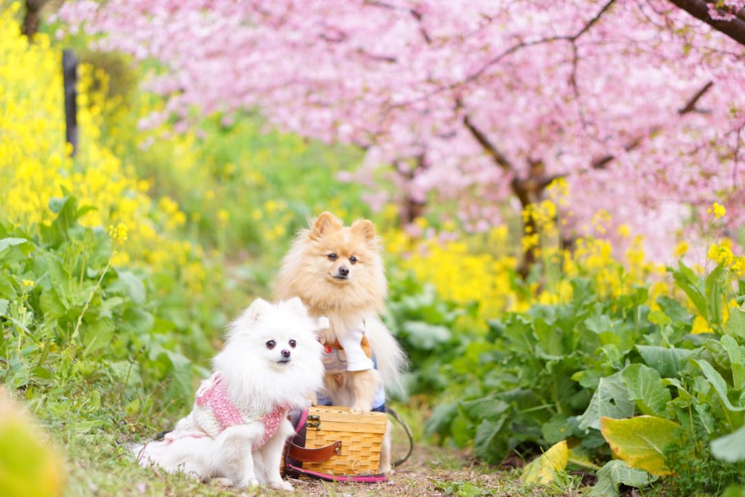 河津桜と菜の花の中で