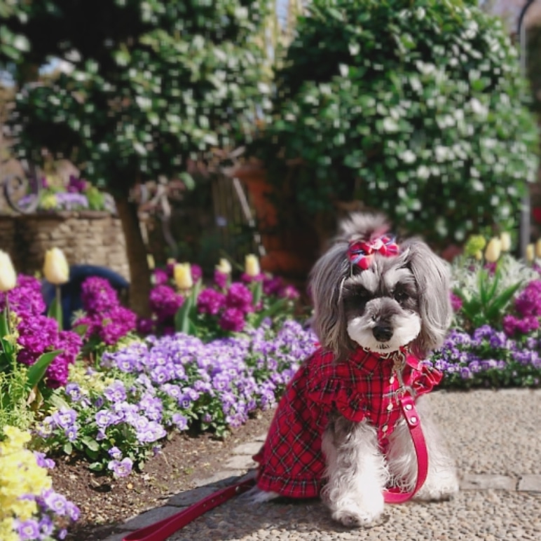 咲きそろいはじめた春の花*花を見に 出掛けてみたよ