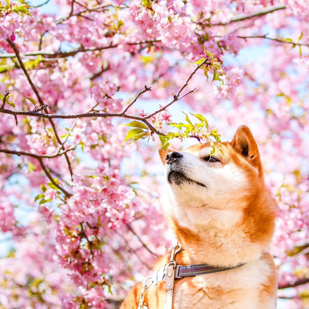イヌトミィ モデル犬フォトコンテスト Spring2019受賞者 愛犬との旅行ならイヌトミィ
