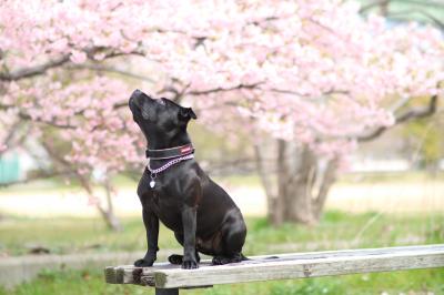 早咲きの桜