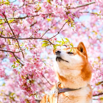 春の香り