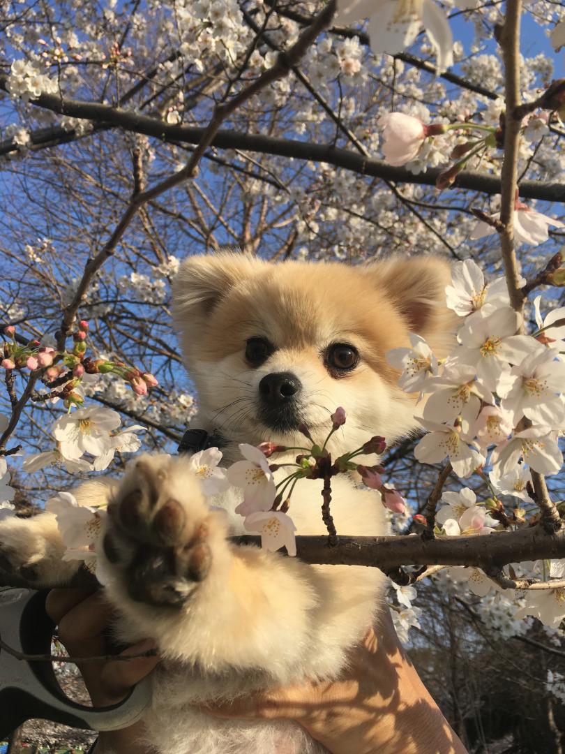 お花見の季節だね