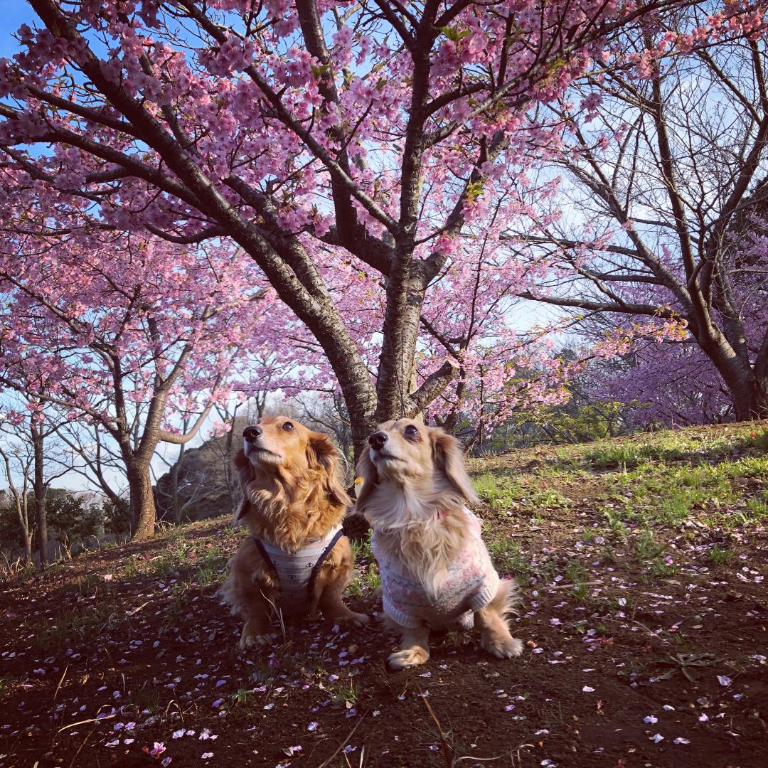 サクラ綺麗だワン！