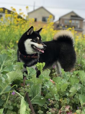 菜の花観賞