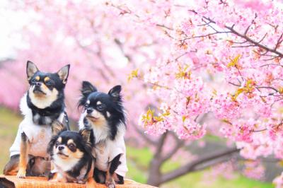 河津桜とボク達