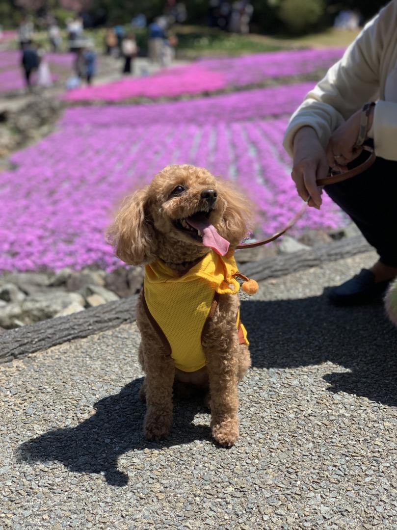 芝桜の中で