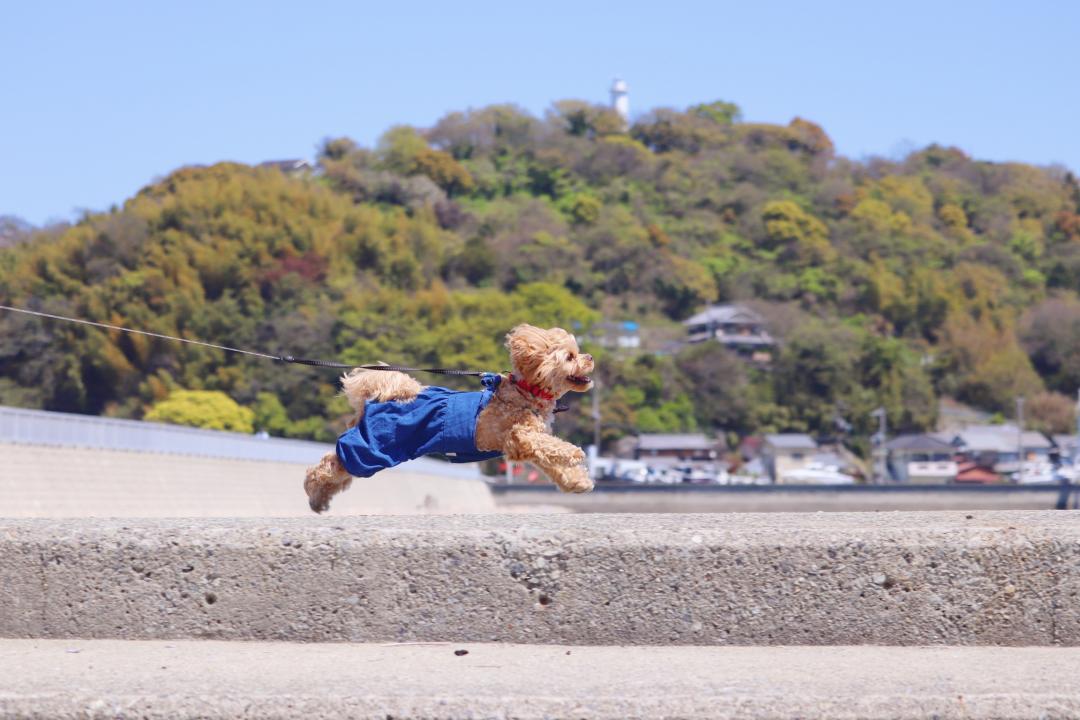 海に来たよ