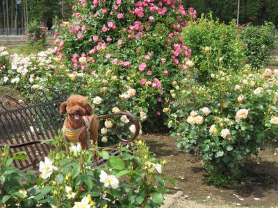 薔薇の園