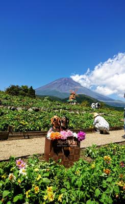 愛犬とダリアと富士山のコラボ