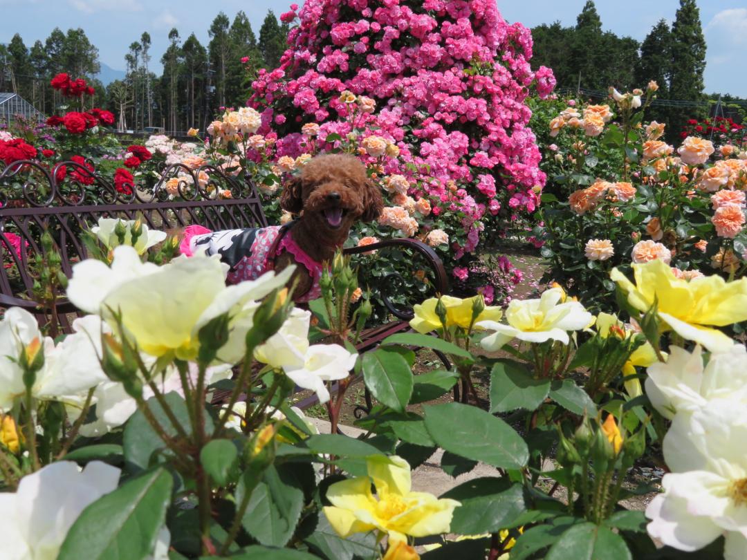 薔薇に囲まれて