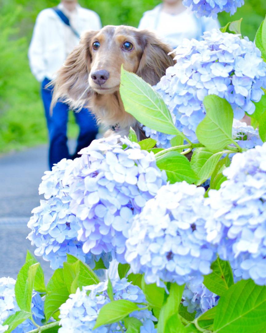 紫陽花からひょっこり♡