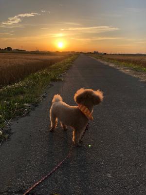 夕日と愛犬