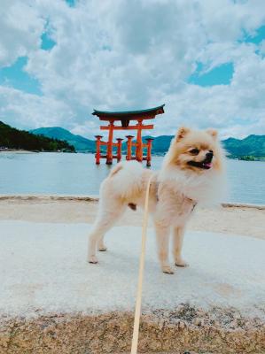 厳島神社⛩