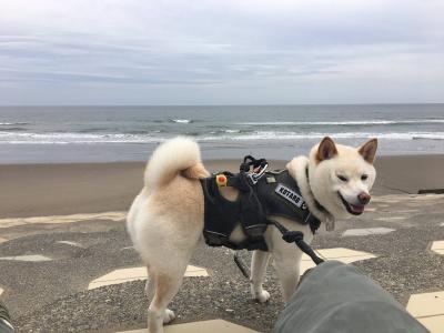 愛犬は海が大好きです。