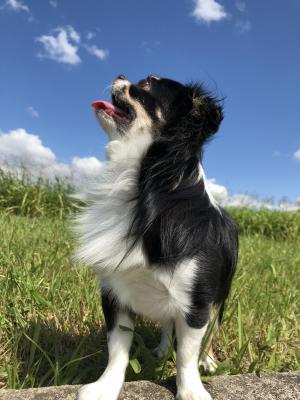 夏の空