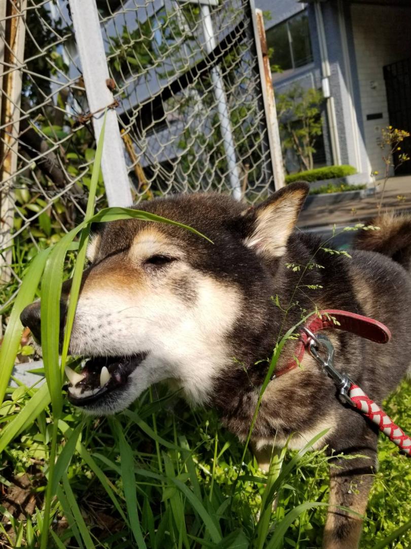 道草食う