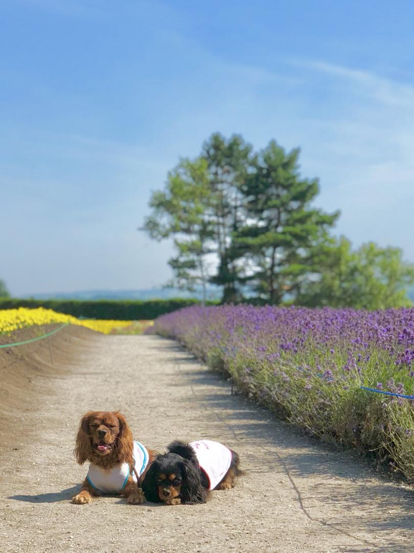 お花畑