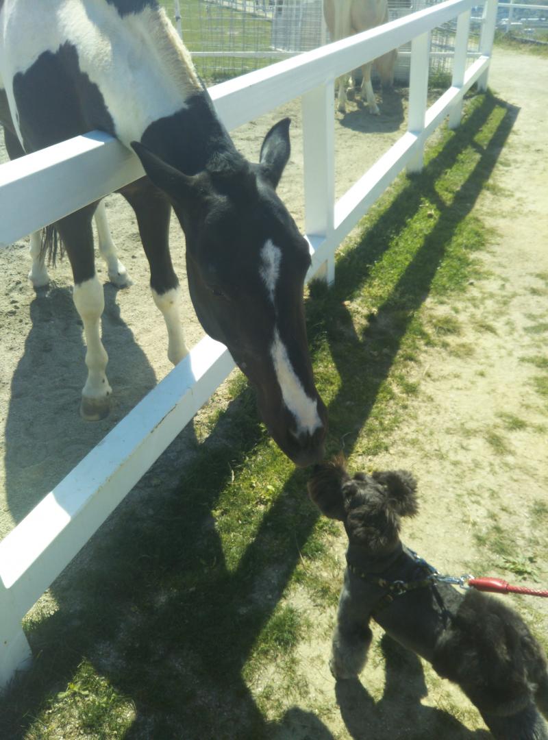 牧場でお馬さんとチュウしたよ❤️