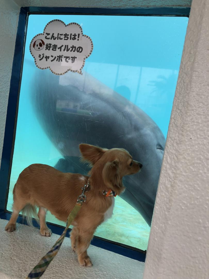 水族館でイルカと記念撮影