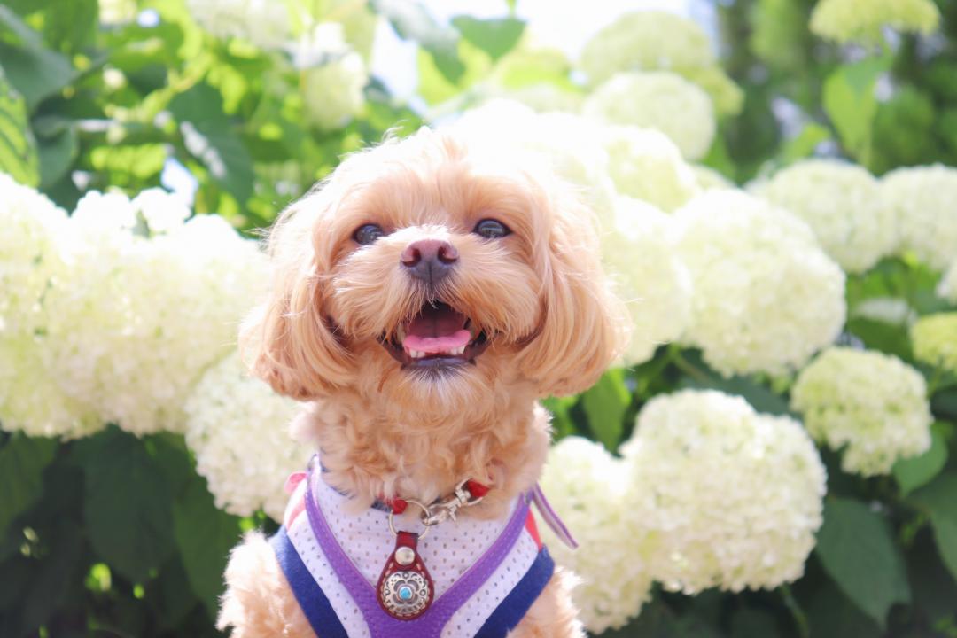 アナベルと愛犬