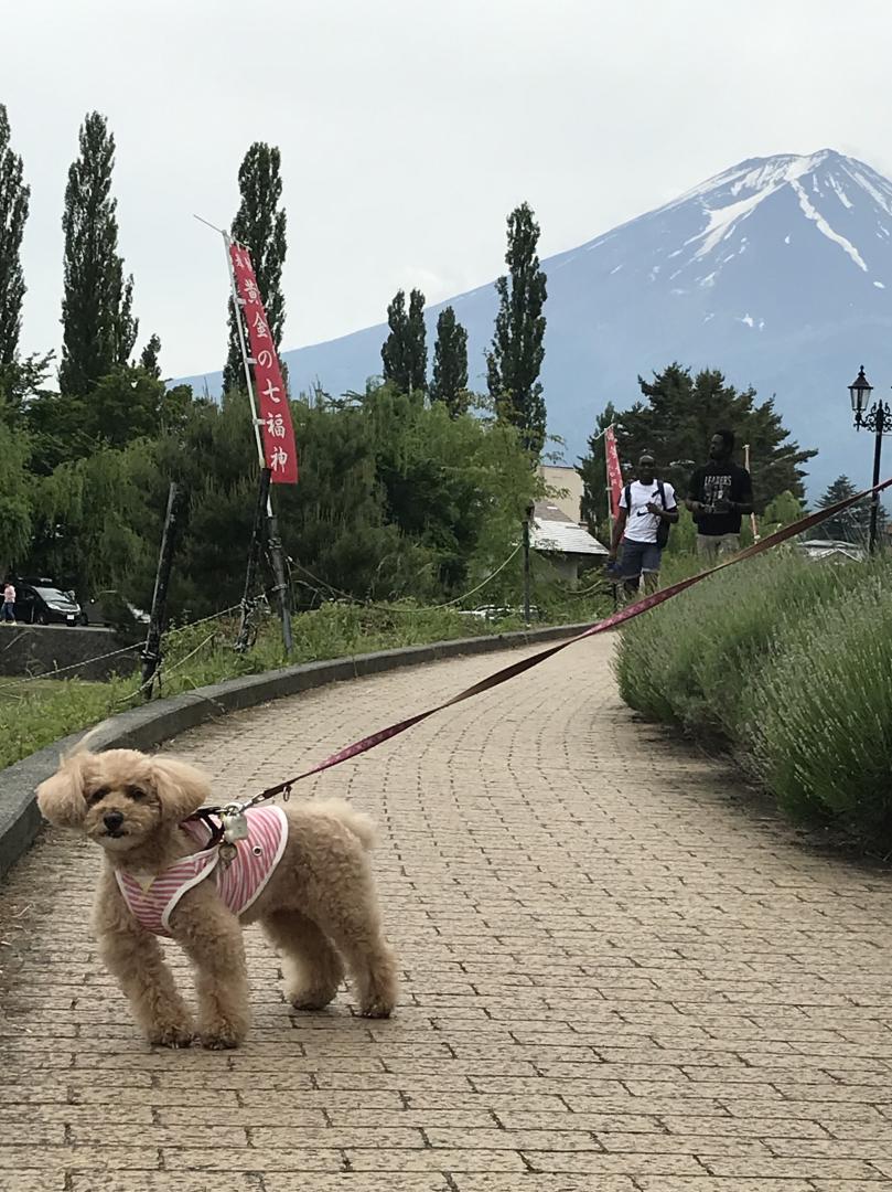 富士山さんが見えた～。