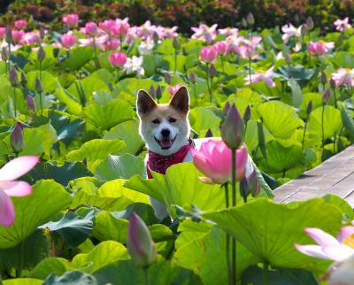 ピンクハスの花がいっぱい~♪