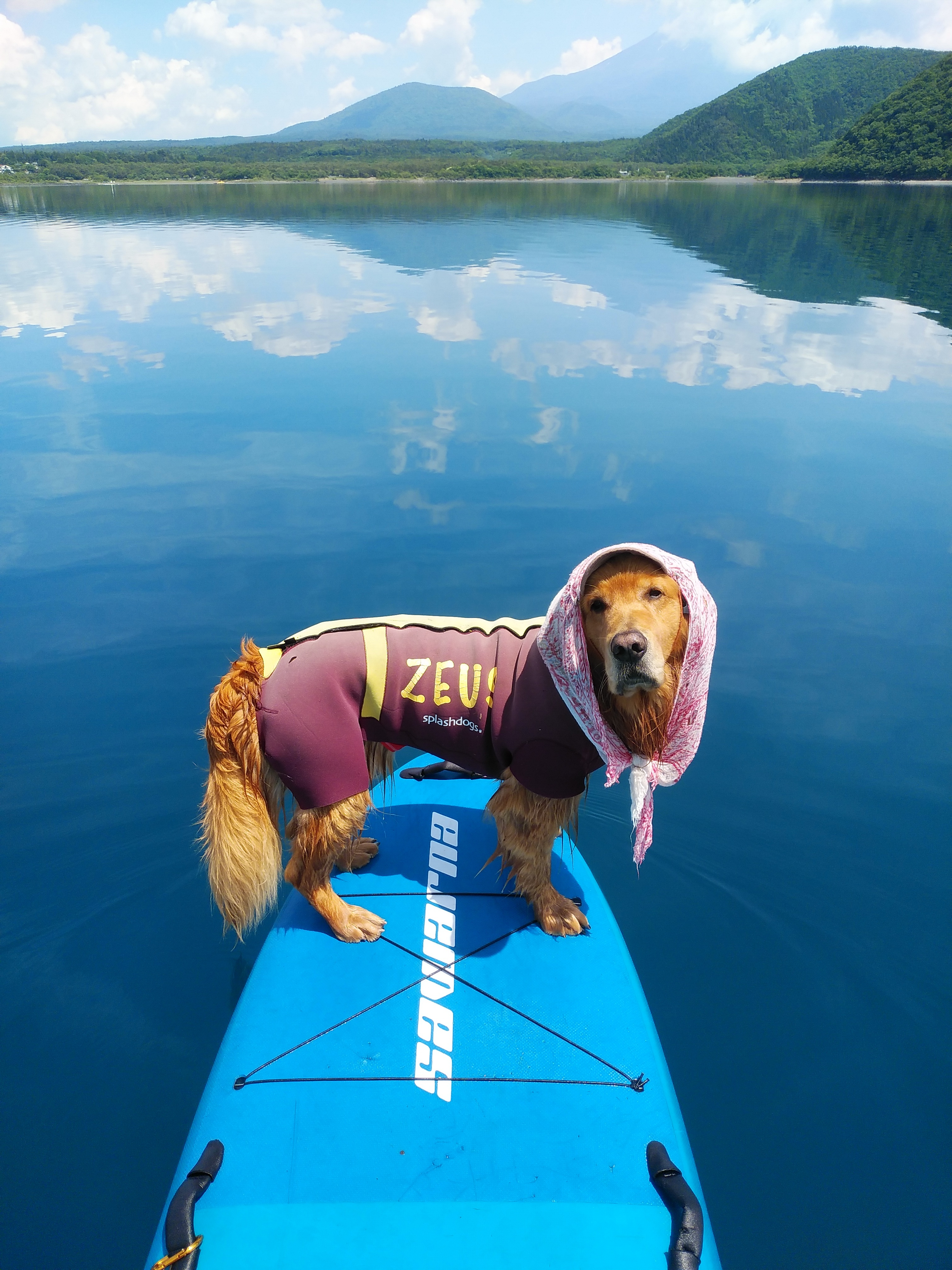 ほっかむり ゼウスさんの投稿写真 犬 愛犬フォトコンテスト イヌトミィ