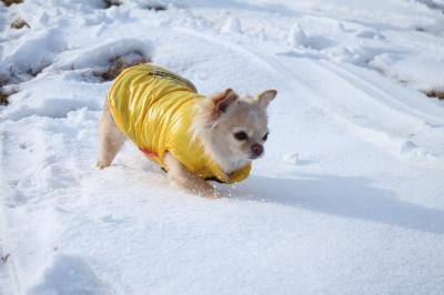 雪やこんこ　犬はわんこ