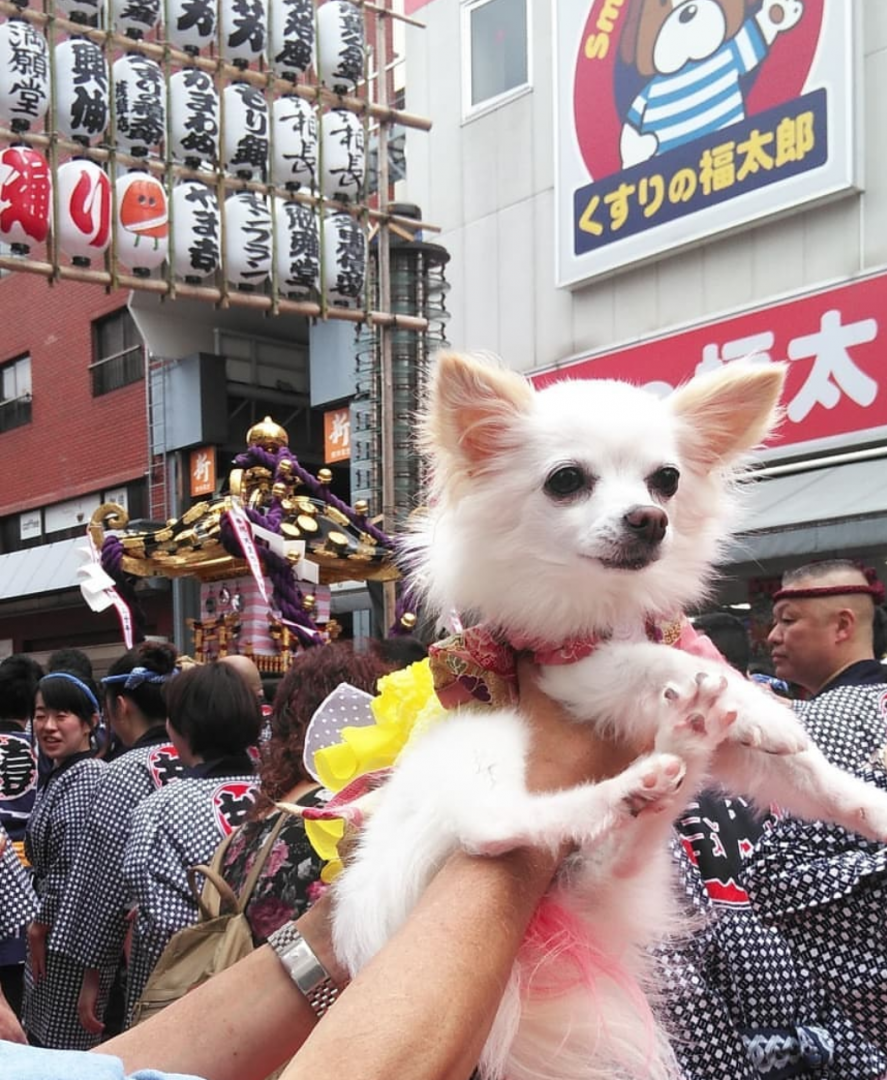 祭り