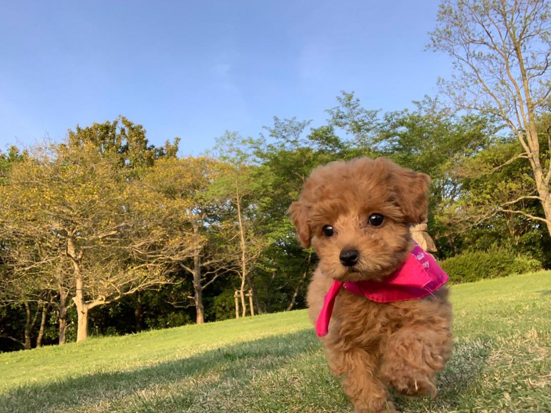 初夏の朝散歩