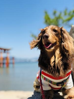 夏の宮島