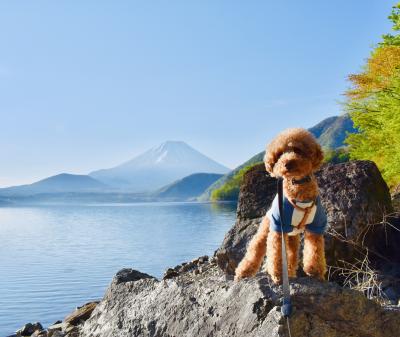 富士山がキレイだよ！